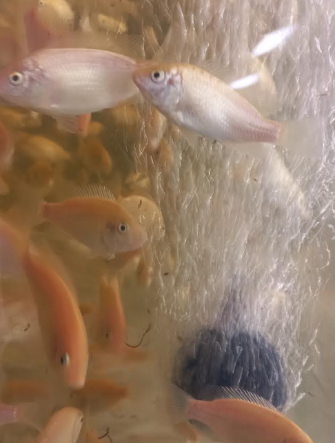 Early juvenile tilapia under strong aeration
