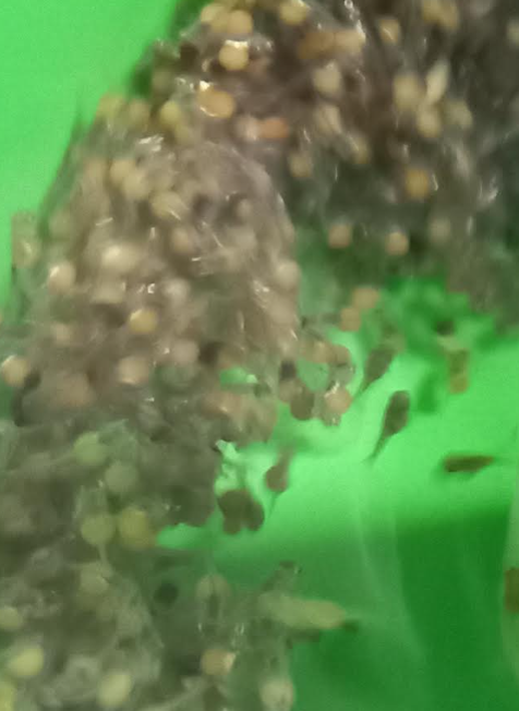Tilapia eggs and newly emerging fry during hatching