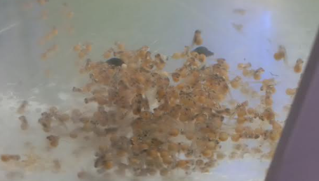 Collected tilapia eggs and early hatchery material