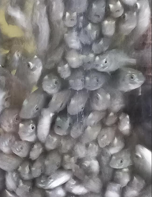 Dense group of tilapia fingerlings
