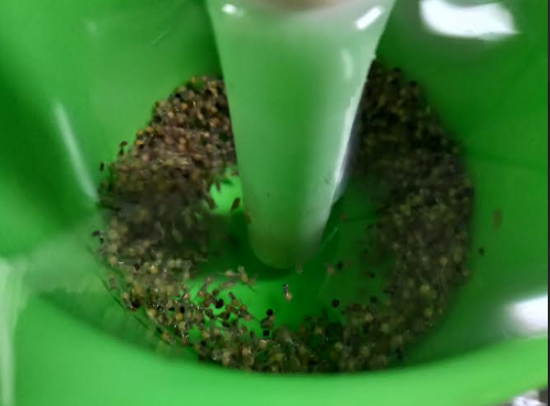 Tilapia eggs moving inside a green hatching cone