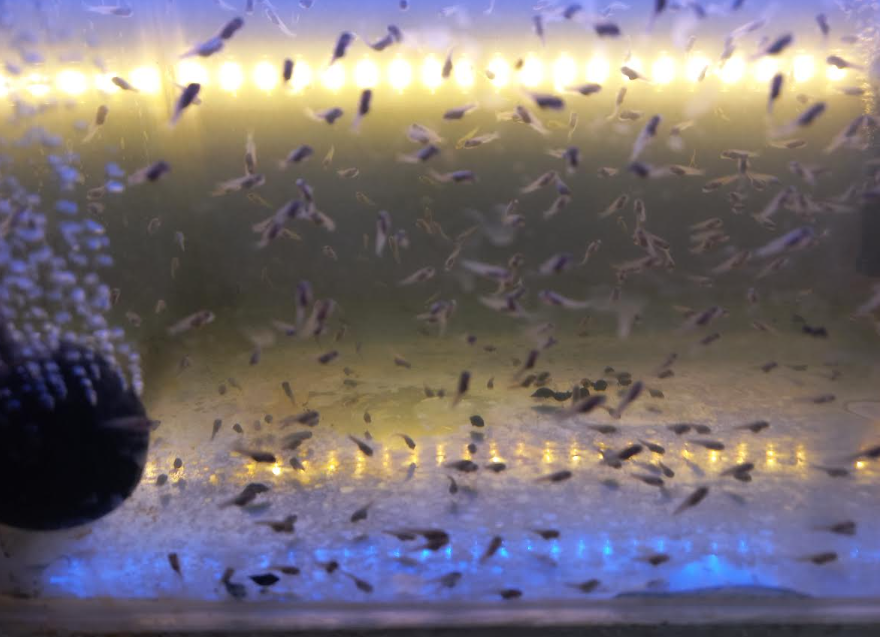 Tilapia fry developing in a controlled hatchery unit
