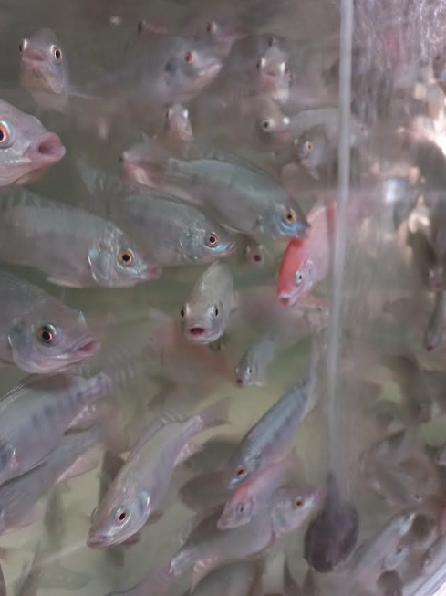 Juvenile tilapia at different stages of development