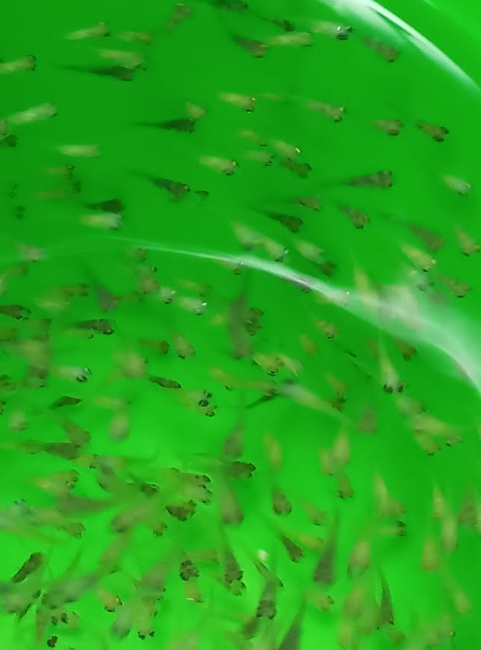 Young tilapia fry in a nursery container