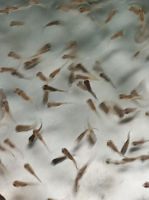Tilapia yolk-sac fry in early development